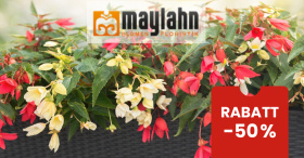 Maylahn Blumen und Floristik